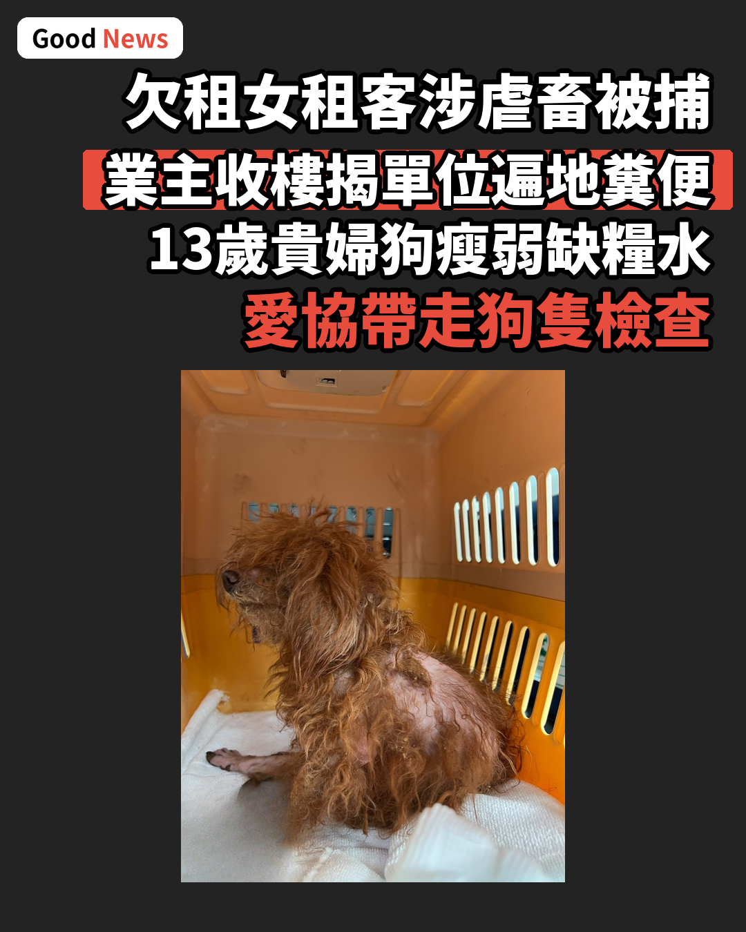 油麻地女租客欠租5個月 業主收樓揭狗隻遭虐畜