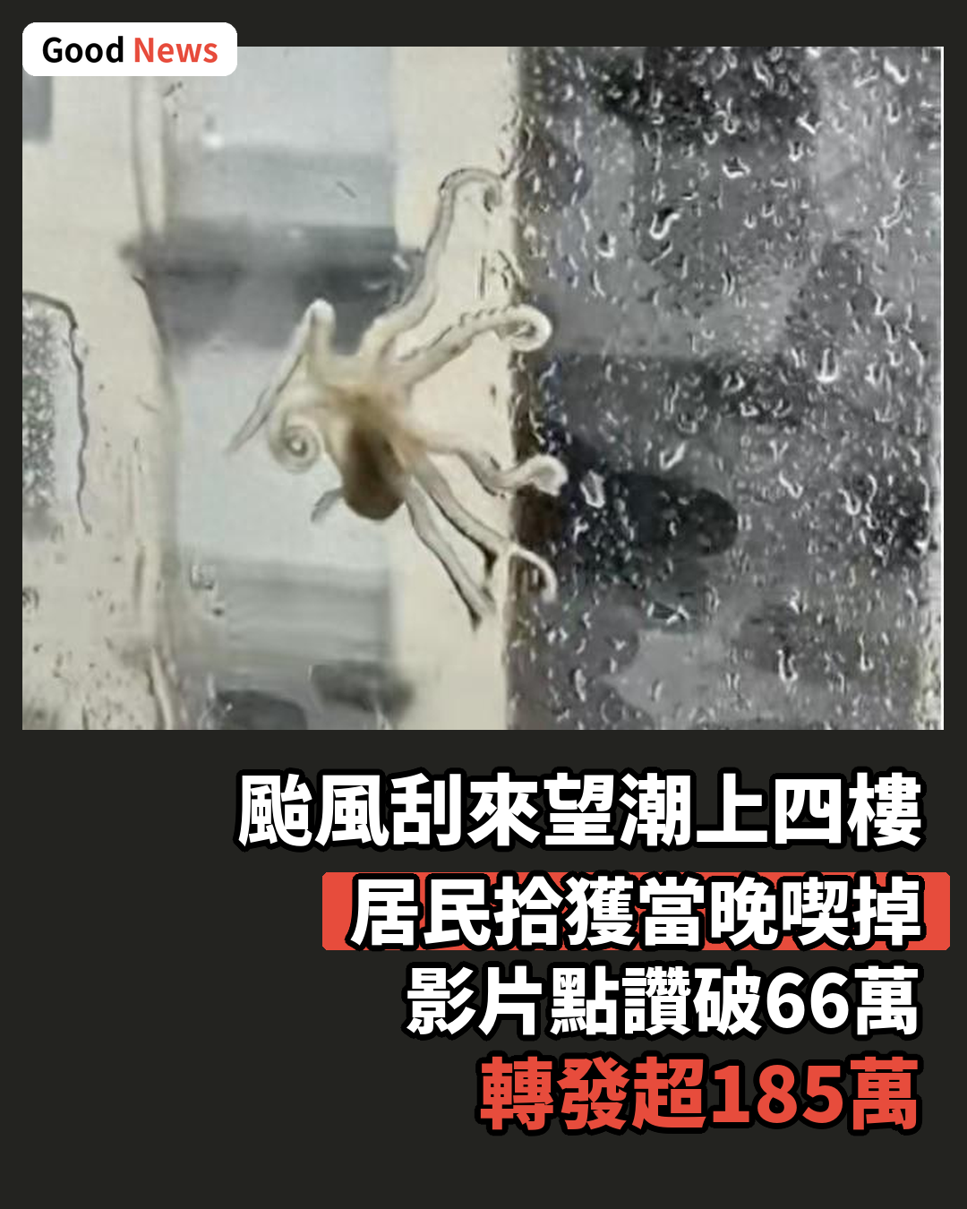颱風白海豚吹來望潮 居民四樓拾獲當晚喫掉