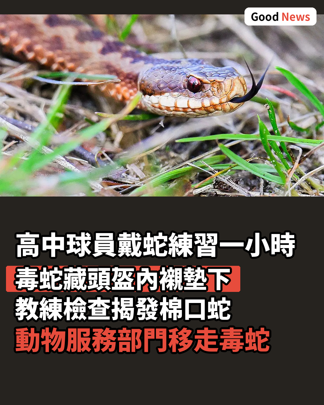 美國高中球員戴蛇練習一小時 教練揭發毒蛇藏頭盔