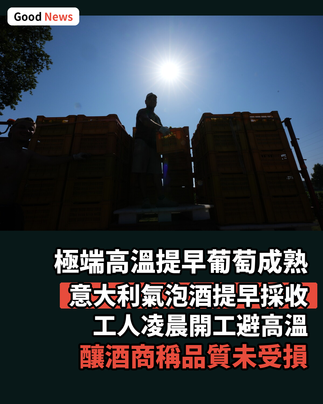 極端高溫重塑意大利氣泡酒業 採收提前十天