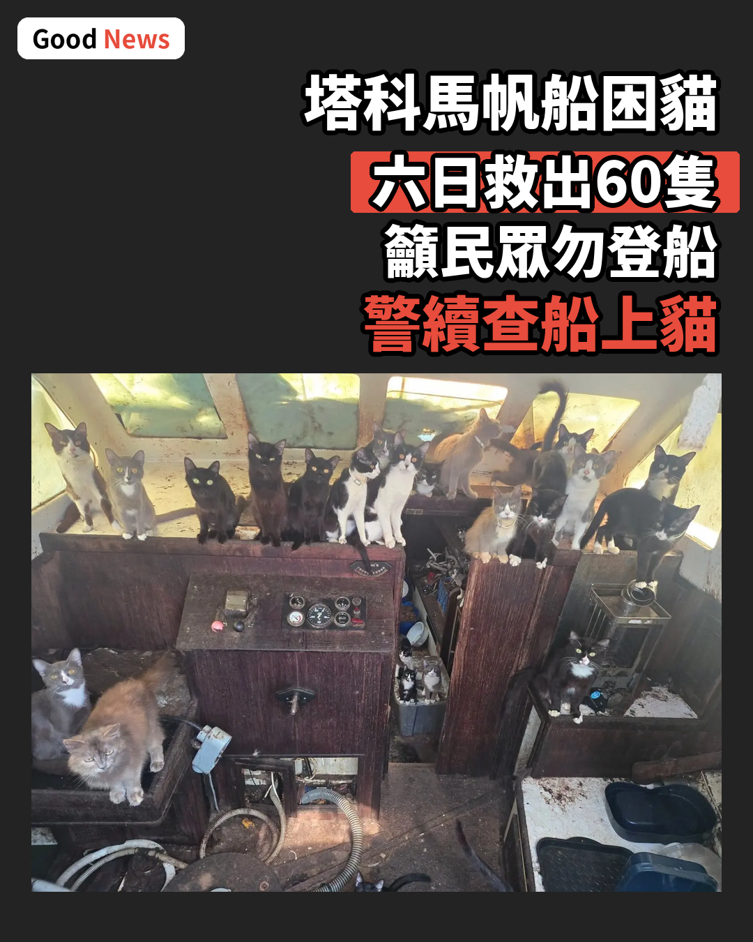 美國警救60貓咪籲民眾勿登船