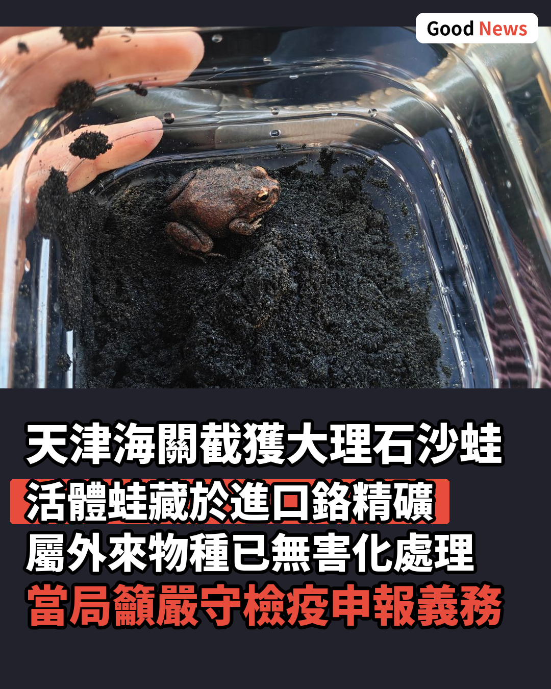天津東疆海關截獲大理石沙蛙 防外來物種入侵