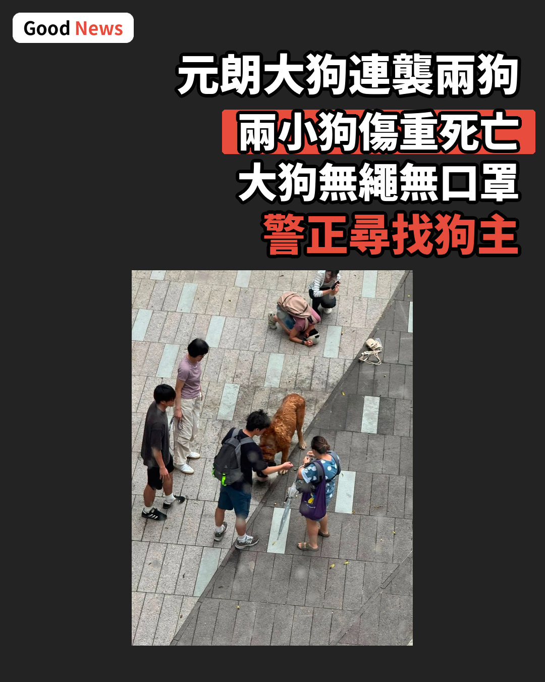元朗大狗咬死兩小狗　警尋狗主漁護署帶走