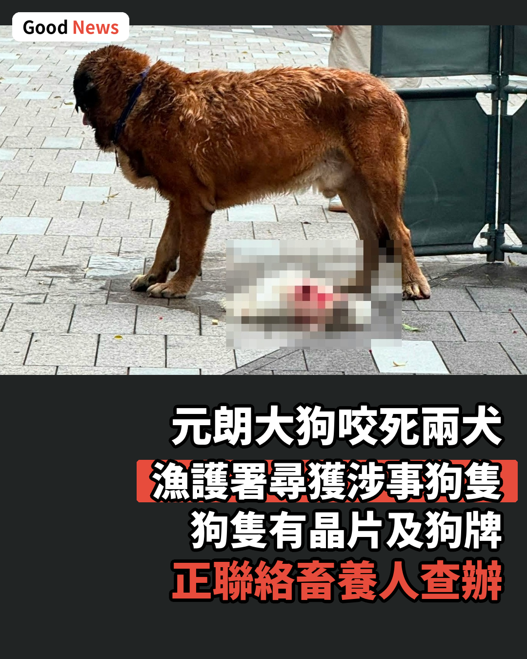 元朗大狗咬死兩犬 漁護署循狗牌追查畜養人