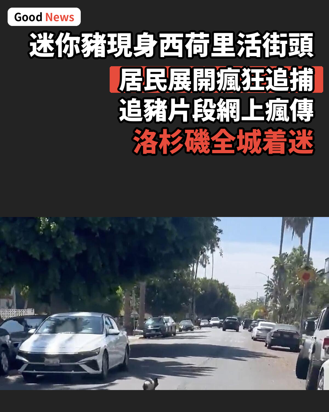 西荷里活小豬街頭狂奔 洛杉磯全城追捕爆紅