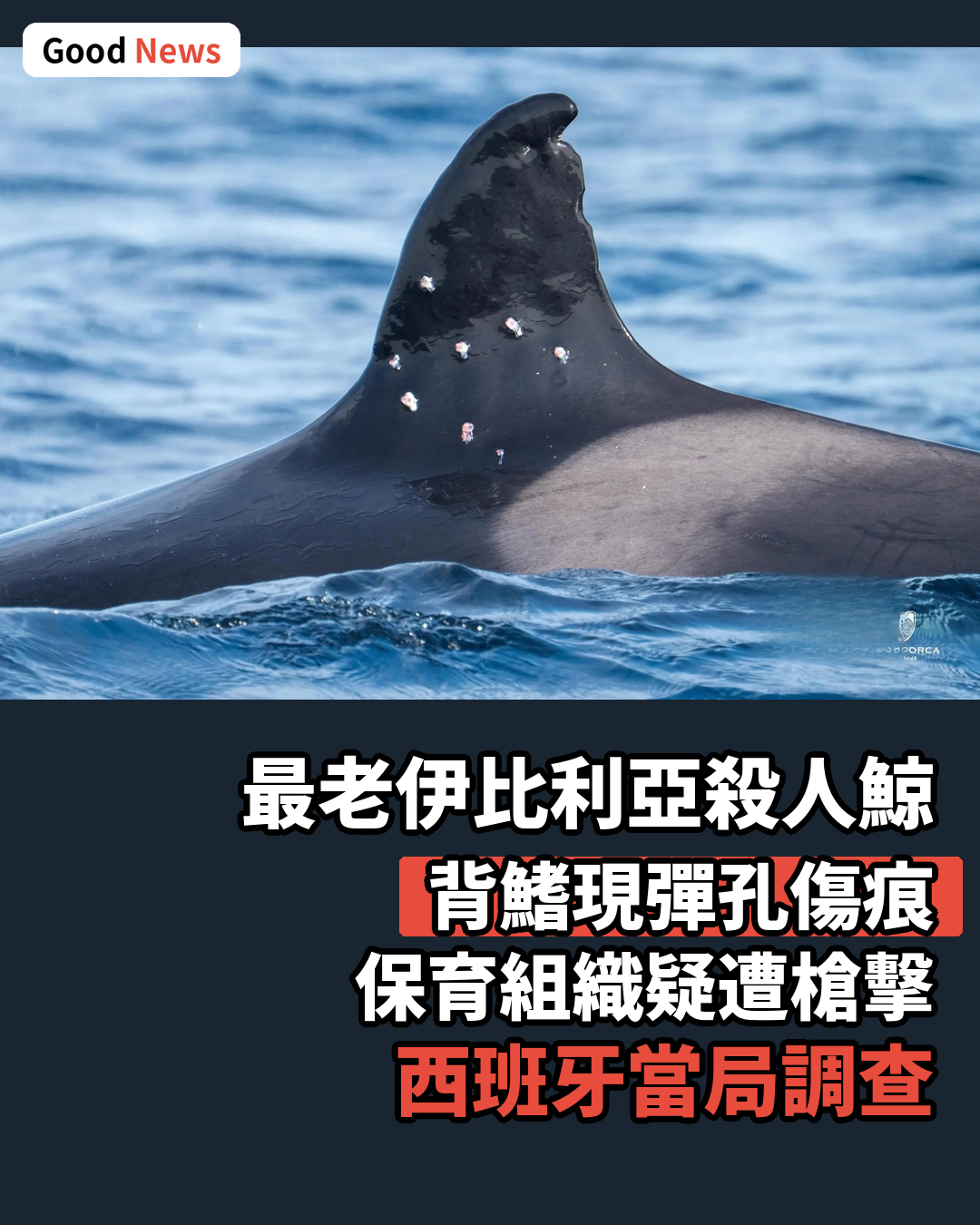 全球最長壽殺人鯨託妮疑遭霰彈槍擊傷 西班牙當局調查