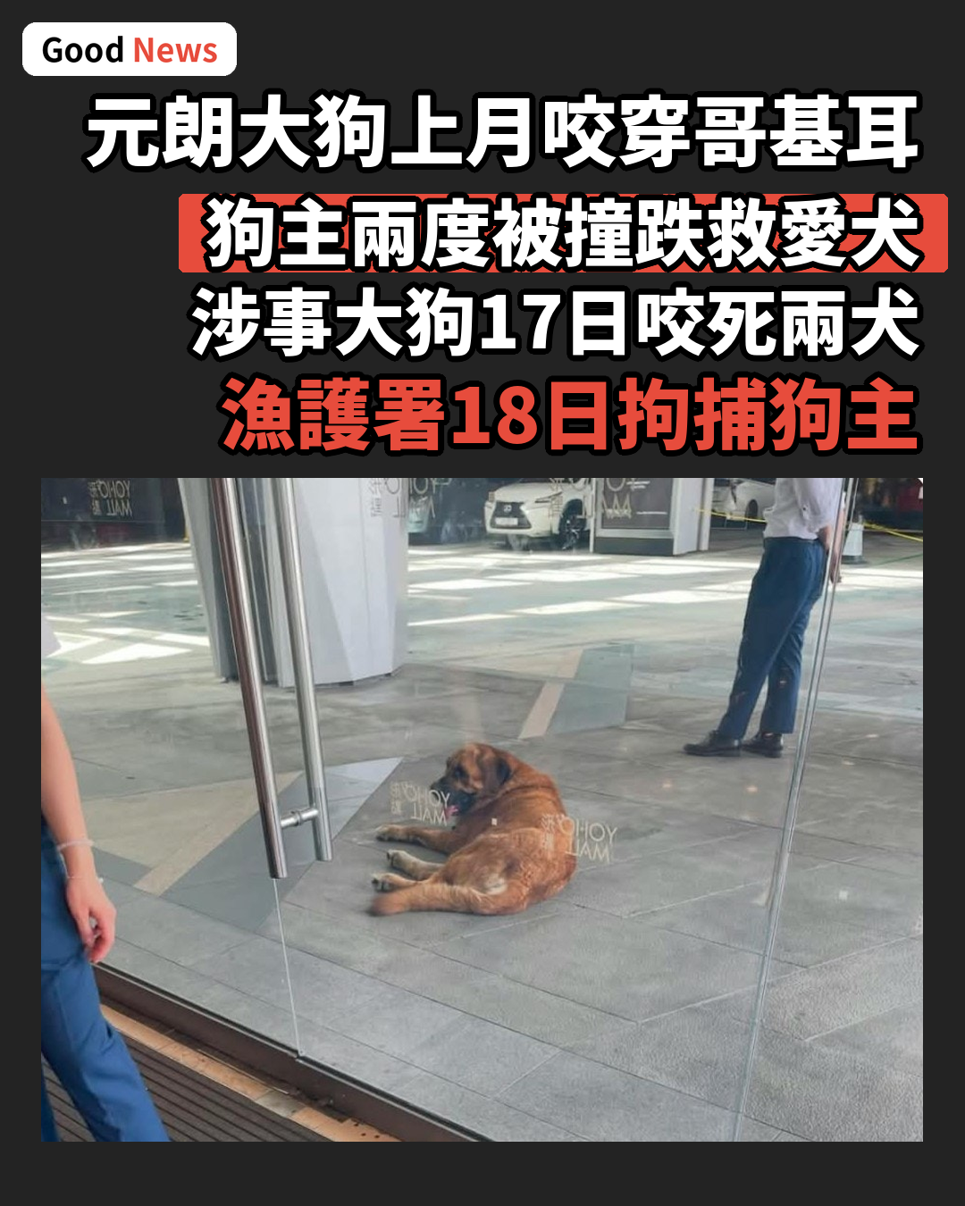元朗大狗上月咬穿哥基耳 狗主兩度被撞跌救愛犬