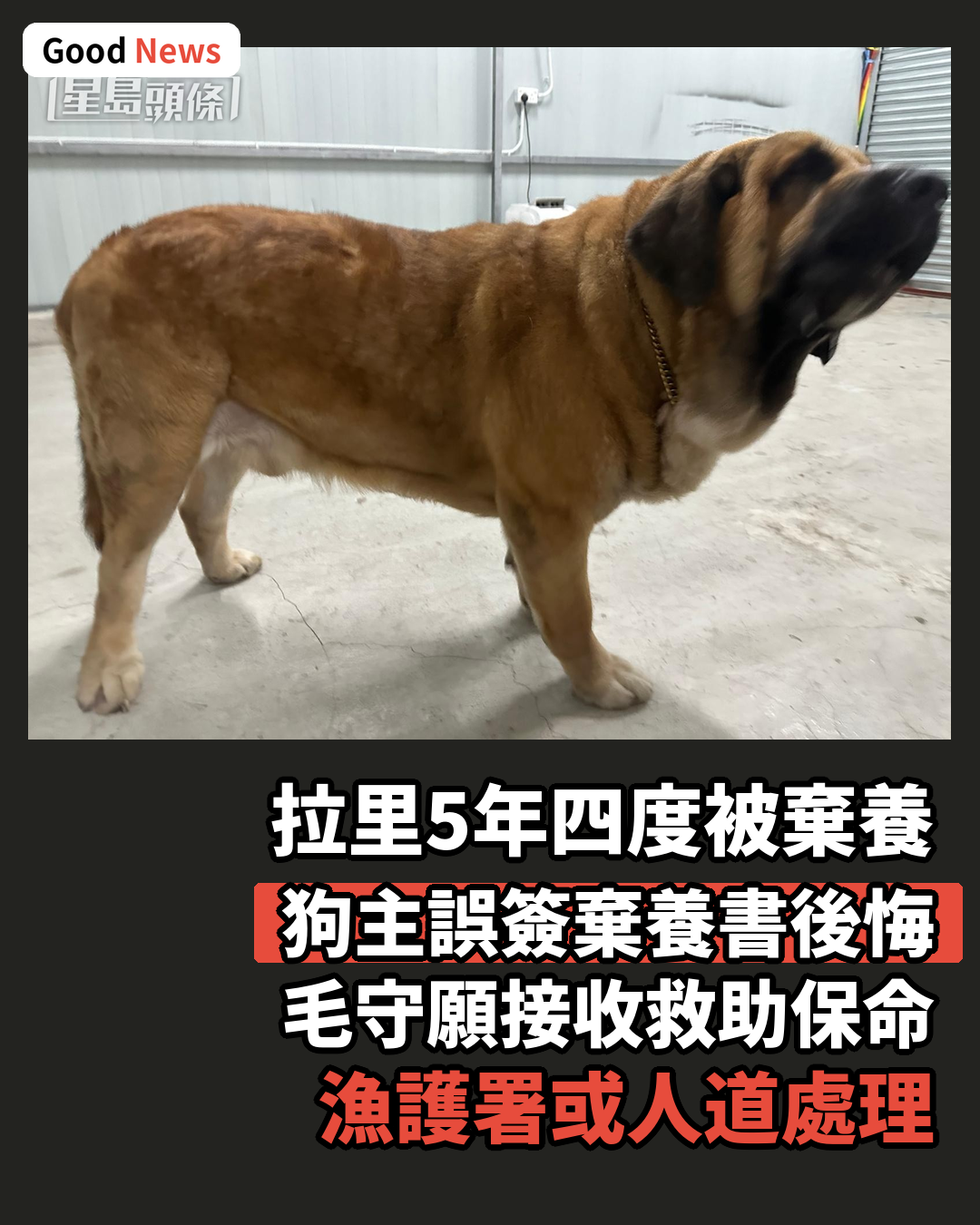 元朗狗咬狗涉事大狗身世可憐 遭多次棄養恐人道處理 毛守願接收保命
