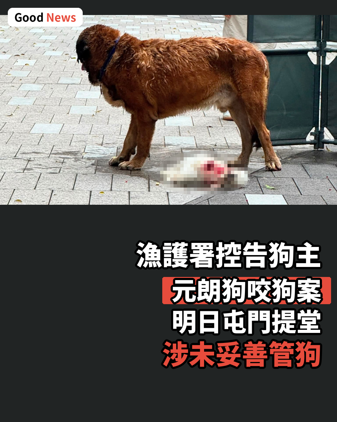 元朗狗咬狗案 漁護署控告52歲狗主明日提堂