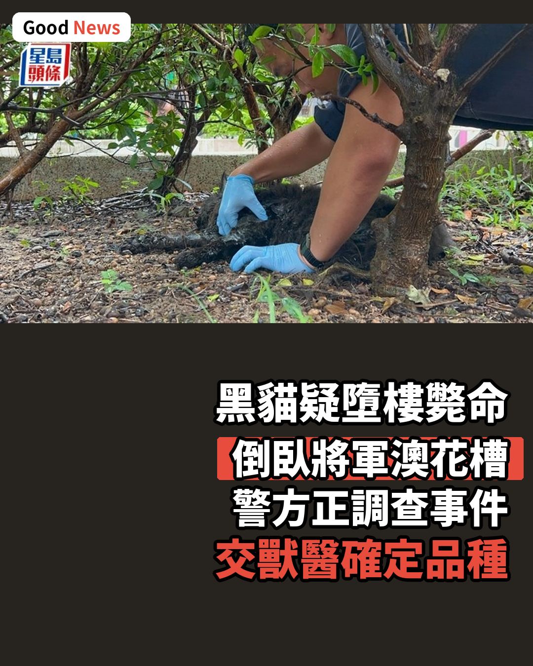 將軍澳唐明街黑貓疑墮樓倒斃花槽