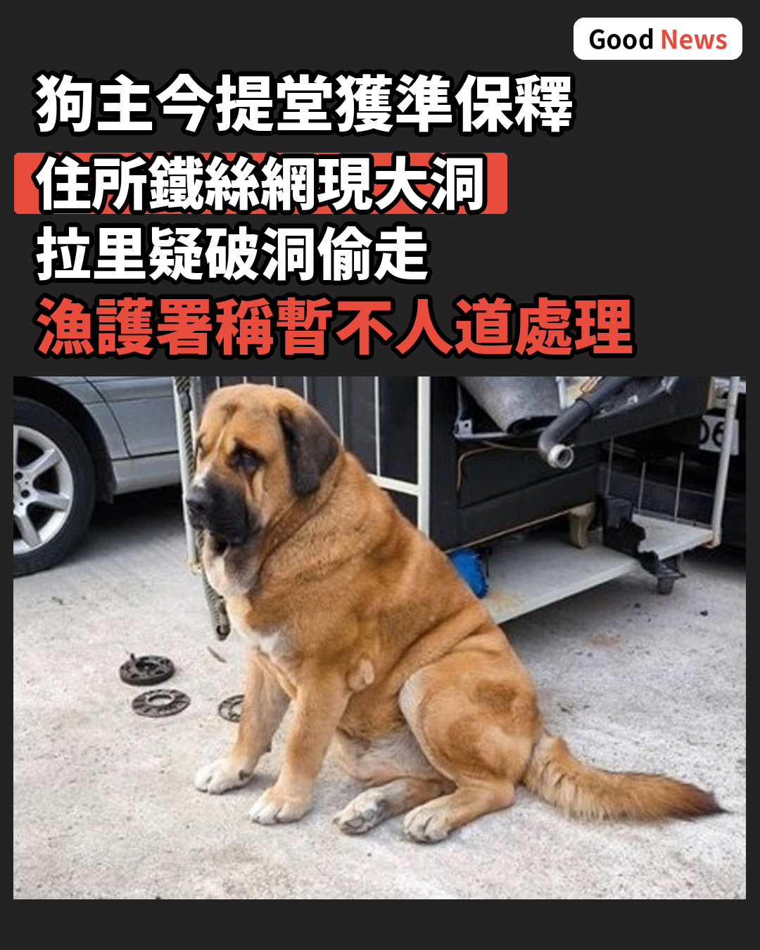 元朗狗咬狗|大狗住所鐵絲網現大洞 狗主獲準保釋